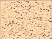Ants.jpg