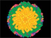 Kaleido-Wheel.jpg